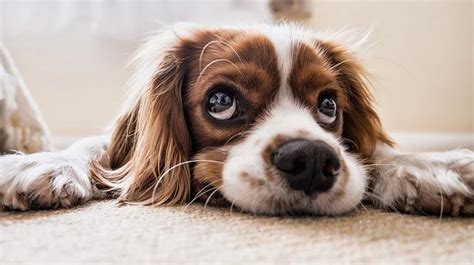 Rüyada Köpek Havlaması: Rüya Tabirleri