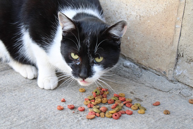 Kısırlaştırılmış Kedi Maması: Besleyici ve Lezzetli